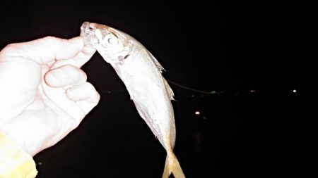 アジのリクエスト