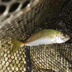 激シブアジング