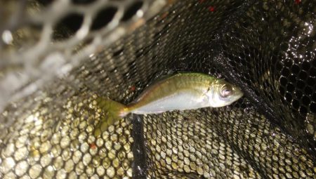 激シブアジング