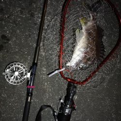 南港へち釣行 (2020/02/02 南港ヘチ釣り キビレチヌ(44cm)ガシラ 釣果有り)