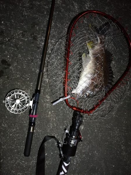 南港へち釣行 （2020/02/02 南港…