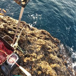 フカセが一番・・面白いです・・