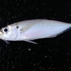 真冬のアジング