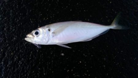 真冬のアジング