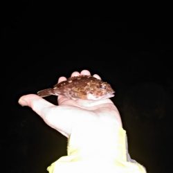 スローフィッシング