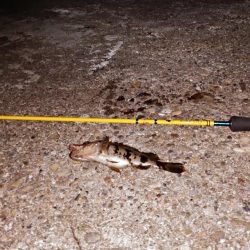 タケノコメバル