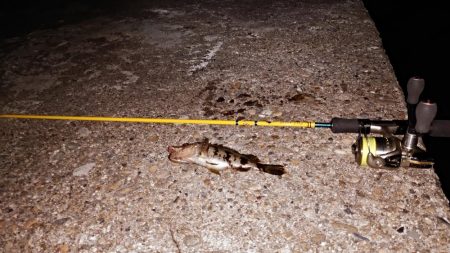 タケノコメバル