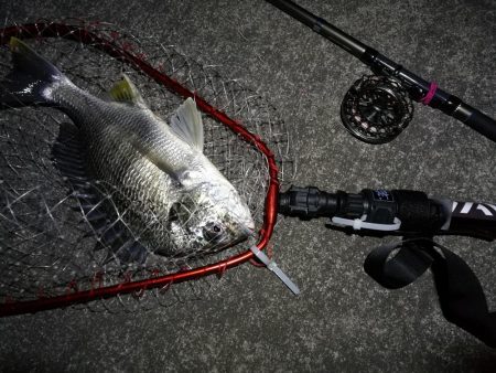 南港へち釣行 (2020/02/06 激サム~南港ヘチ釣り キビレチヌ(41cm)ガシラ 釣果有り)