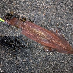 強風の中、なんとかツ抜け