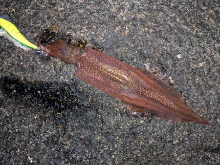 強風の中、なんとかツ抜け