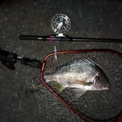 南港へち釣行 （2020/02/06 やっぱり寒い～南港ヘチ釣り　キビレチヌ（43.5cm）ガシラ 釣果有り）