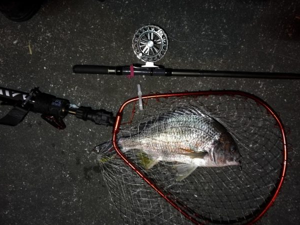 南港へち釣行 （2020/02/06 やっぱり寒い～南港ヘチ釣り　キビレチヌ（43.5cm）ガシラ 釣果有り）