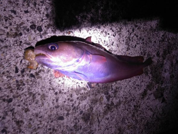 諦めたらアイナメが！