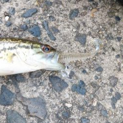 まずまずサイズ