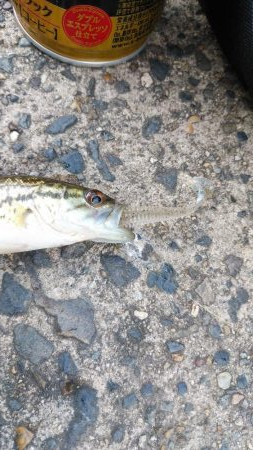 まずまずサイズ