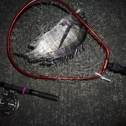 南港へち釣行 (2020/02/06 かなり寒い中の南港ヘチ釣り 真チヌ(49cm!)ガシラ 釣果有り)