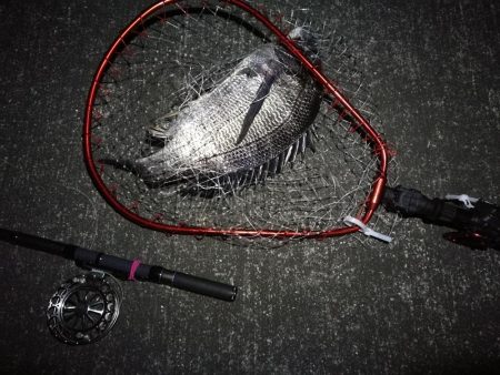 南港へち釣行 (2020/02/06 かなり寒い中の南港ヘチ釣り 真チヌ(49cm!)ガシラ 釣果有り)