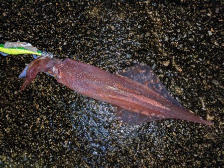 強風の中、再度のツ抜け