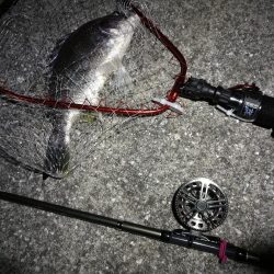 南港へち釣行 （2020/02/11 南港ヘチ釣り　キビレチヌ（45cm）ガシラ 釣果有り）