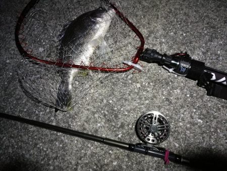 南港へち釣行 （2020/02/11 南港ヘチ釣り　キビレチヌ（45cm）ガシラ 釣果有り）