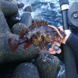 穴釣りでタケノコメバル18cm