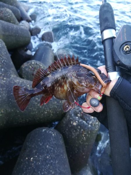 穴釣りでタケノコメバル18cm