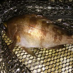 アジングだったけど