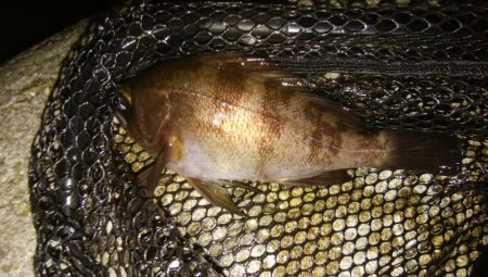 アジングだったけど