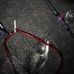 南港へち釣行 （2020/02/15 濃霧の南港ヘチ釣り 真チヌ48cm　ガシラ 釣果有り）