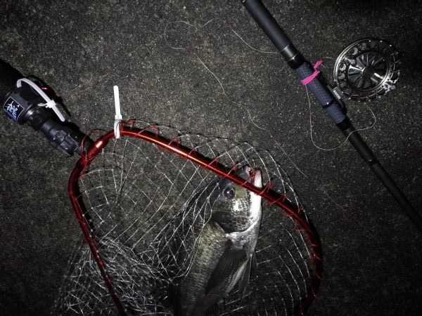 南港へち釣行 （2020/02/15 濃霧の南港ヘチ釣り 真チヌ48cm　ガシラ 釣果有り）