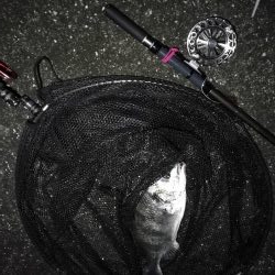 南港へち釣行 (2020/02/16 南港ヘチ釣り キビレチヌ(39cm)ガシラ 釣果有り)