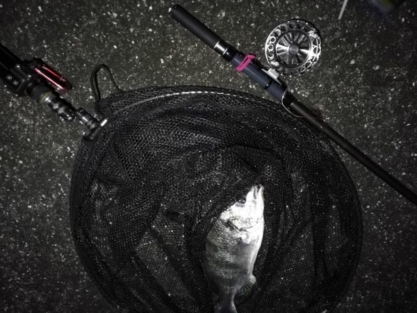 南港へち釣行 (2020/02/16 南港ヘチ釣り キビレチヌ(39cm)ガシラ 釣果有り)