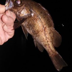 ベタ凪はしんどい