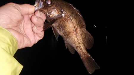 ベタ凪はしんどい