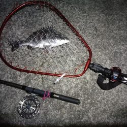 南港へち釣行 （2020/02/24 南港ヘチ釣り　キビレチヌ（31cm）ガシラ 釣果有り）