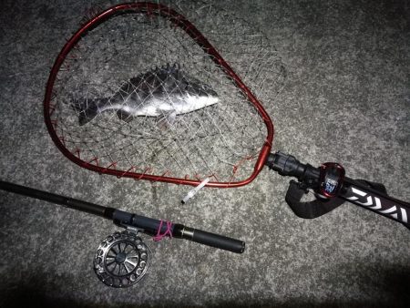 南港へち釣行 （2020/02/24 南港ヘチ釣り　キビレチヌ（31cm）ガシラ 釣果有り）