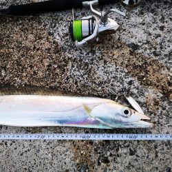 久しぶりにナイスサイズ釣れました