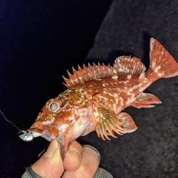 渋い中ポツポツと