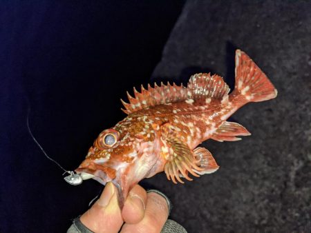 渋い中ポツポツと