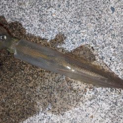 混雑の中小堤防で