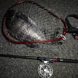 南港へち釣行 （2020/02/29 うるう年の南港ヘチ釣り 歳無し！真チヌ52.5cm　ガシラ 釣果有り）