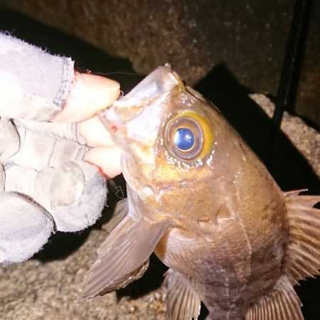 メバルプラッキング