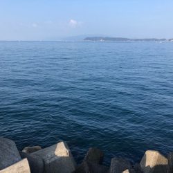 青物はどこ行った?