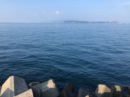 青物はどこ行った?