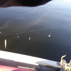 2シーズンぶりの釣果