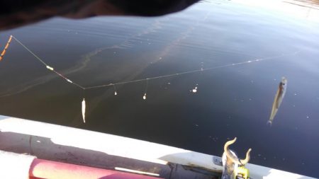 2シーズンぶりの釣果