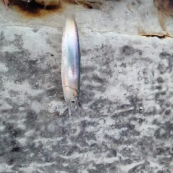 天候が悪く今週はアジも不調　イワシがつれました　下関フィッシングパーク