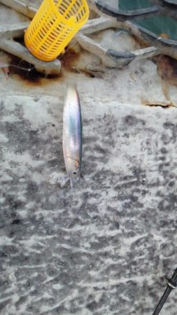 天候が悪く今週はアジも不調　イワシがつれました　下関フィッシングパーク