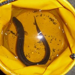 あなぁ～～～ご