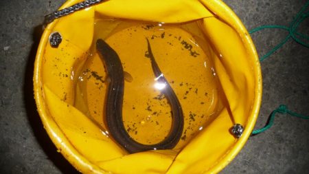 あなぁ～～～ご